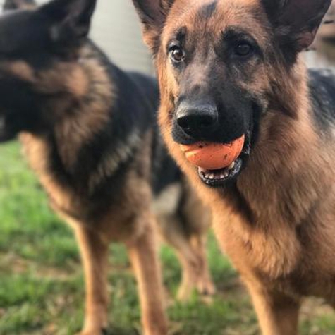 Petmate Chuckit! Fetch Ball 2-Pack Small